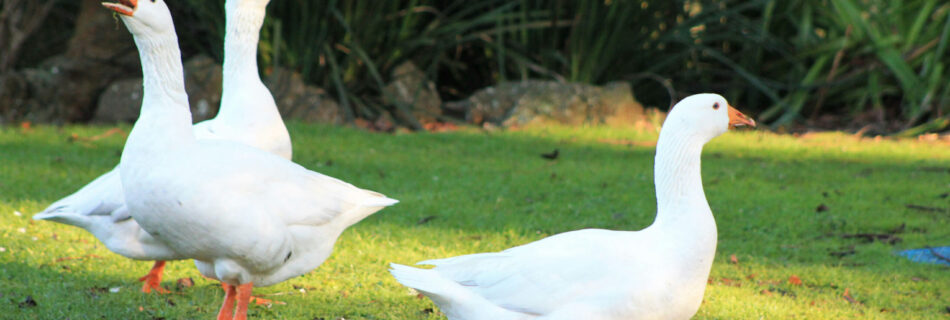 Hello World Featured Image